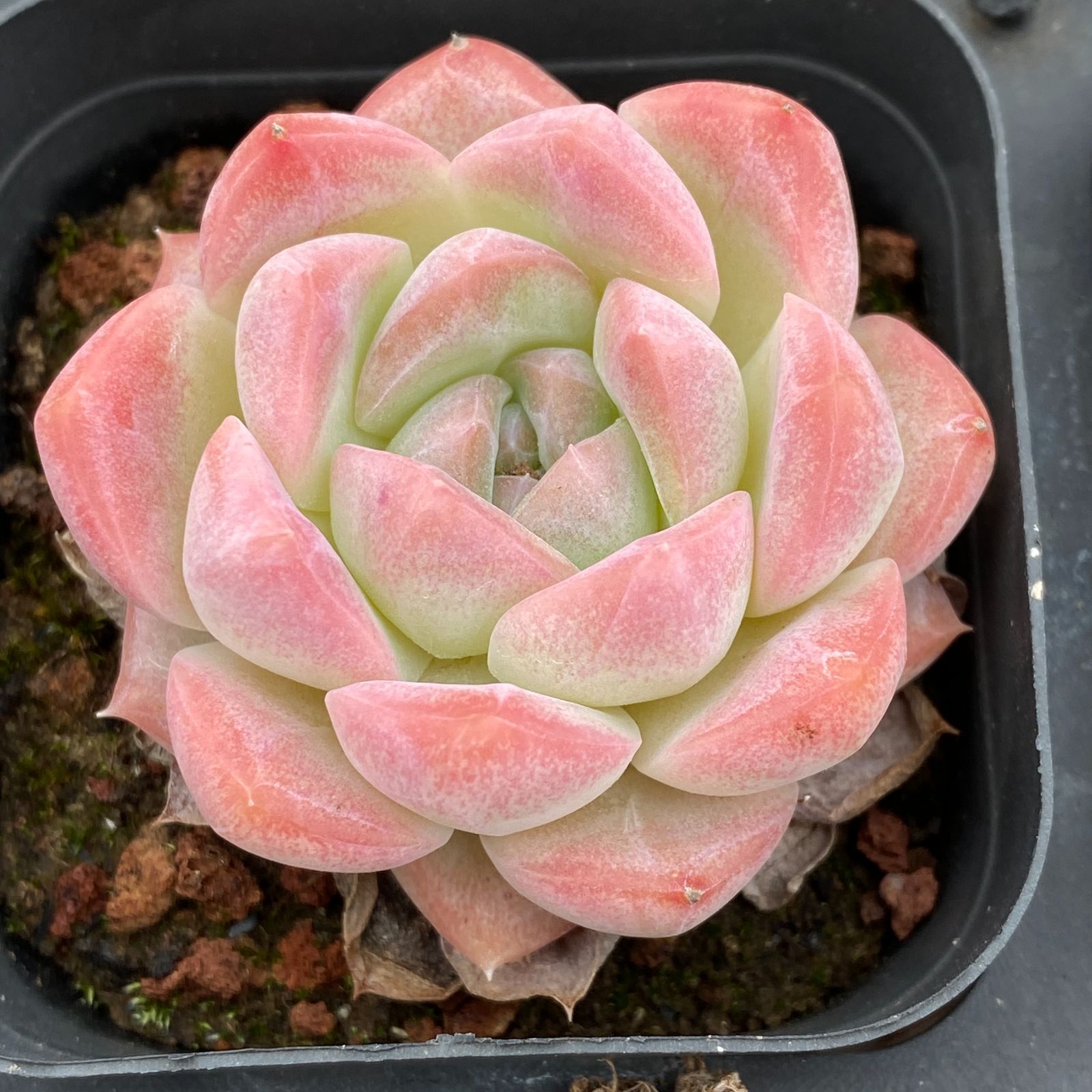 特価 抜き苗 クリームローズ LB1307×40株 ふっくら 多肉植物