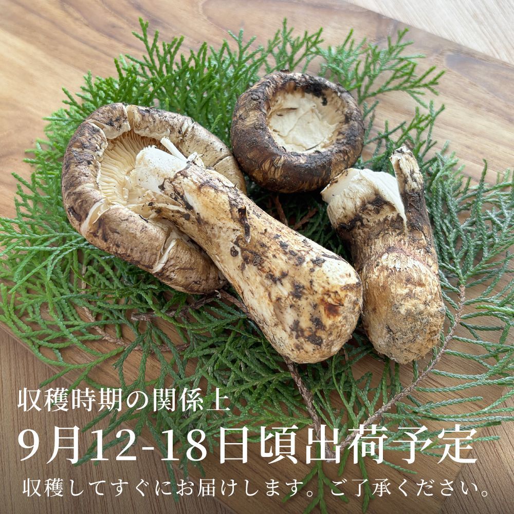 フレッシュ松茸・宝もっちり様専用 【公式通販】