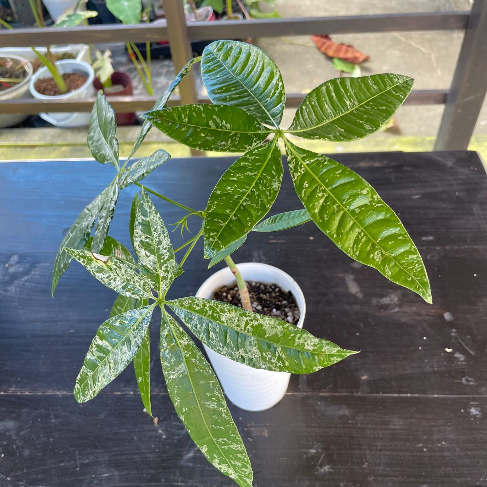 フィカス ベンガレンシス 8号 | 観葉植物通販 Hitohana（ひとはな