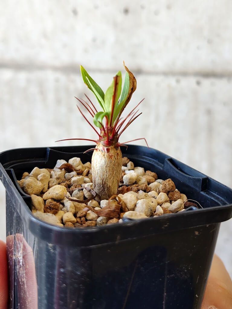 現品限り】フォークイエリア・プルプシー【V6】 Fouquieria 節約