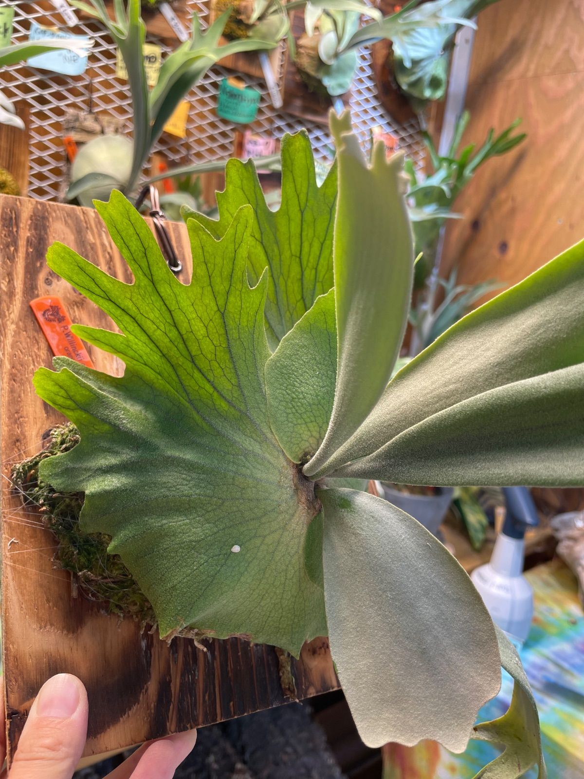 ビカクシダ ウィリンキーcvワチャラ P.Willinckii cvWachara