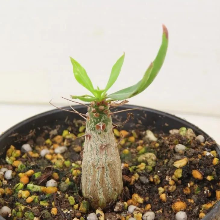2437 「実生」フォークイエリア プルプシー【塊根植物・多肉植物 2437 「実生」フォークイエリア プルプシー【塊根植物・多肉植物