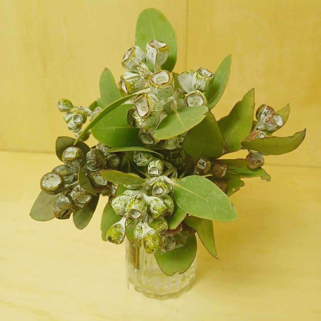 15本 ユーカリ テトラゴナナッツ #1 ユーカリ。 テトラゴナナッツ。 今