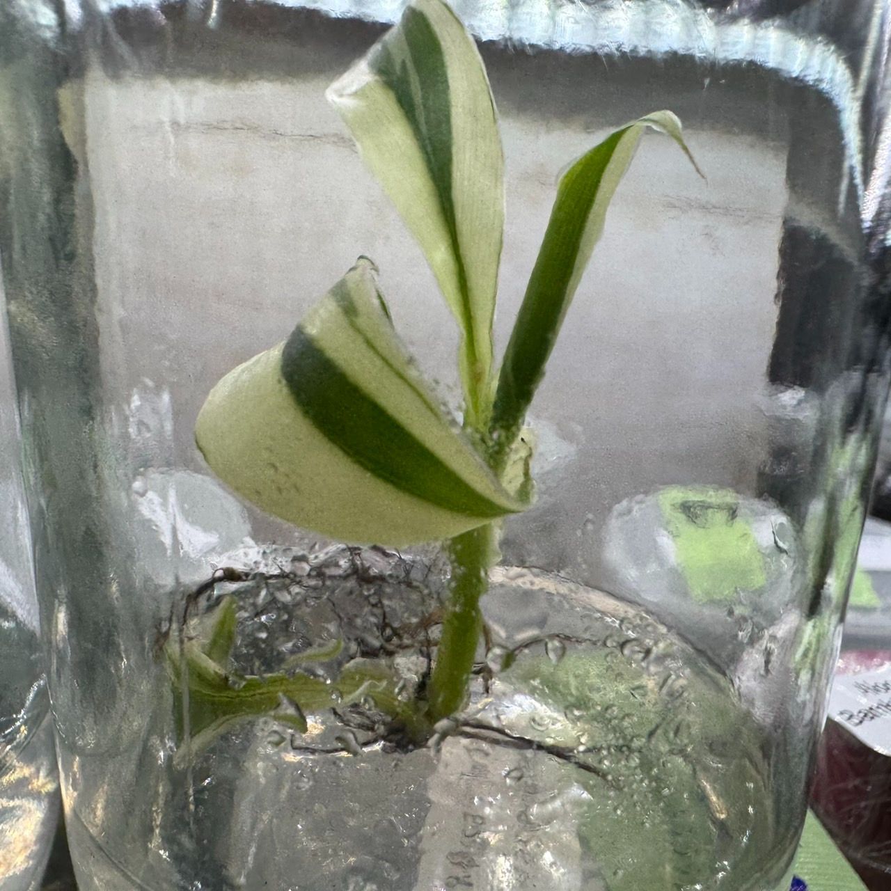 一点物・ピンク斑入りバナナ B1・無機質用土✨ 一点物・ピンク斑入りバナナ B1・無機質用土✨ - メルカリ