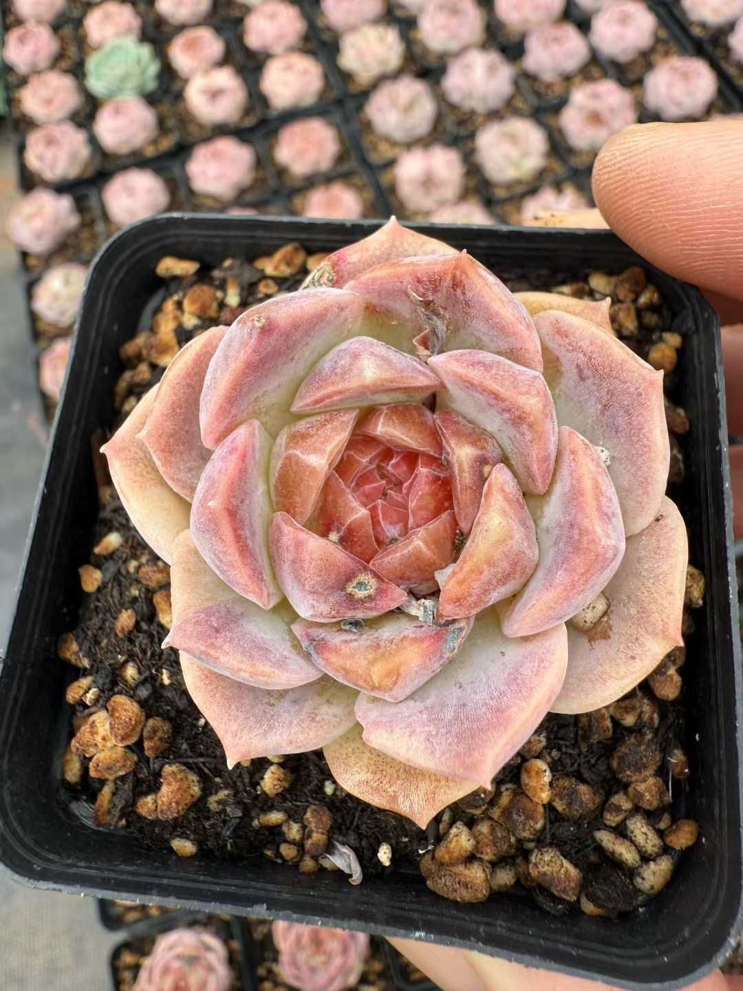 54株の抜き苗セット】ピンクロータス 多肉植物 佐川急便発送