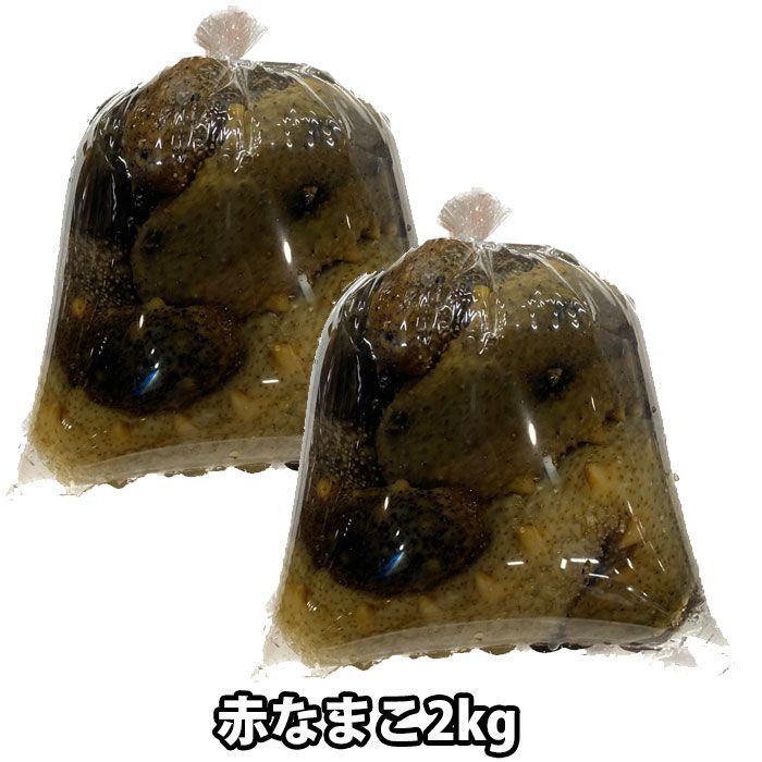赤ナマコ2キロ 活赤ナマコ2キロ 食品、飲料