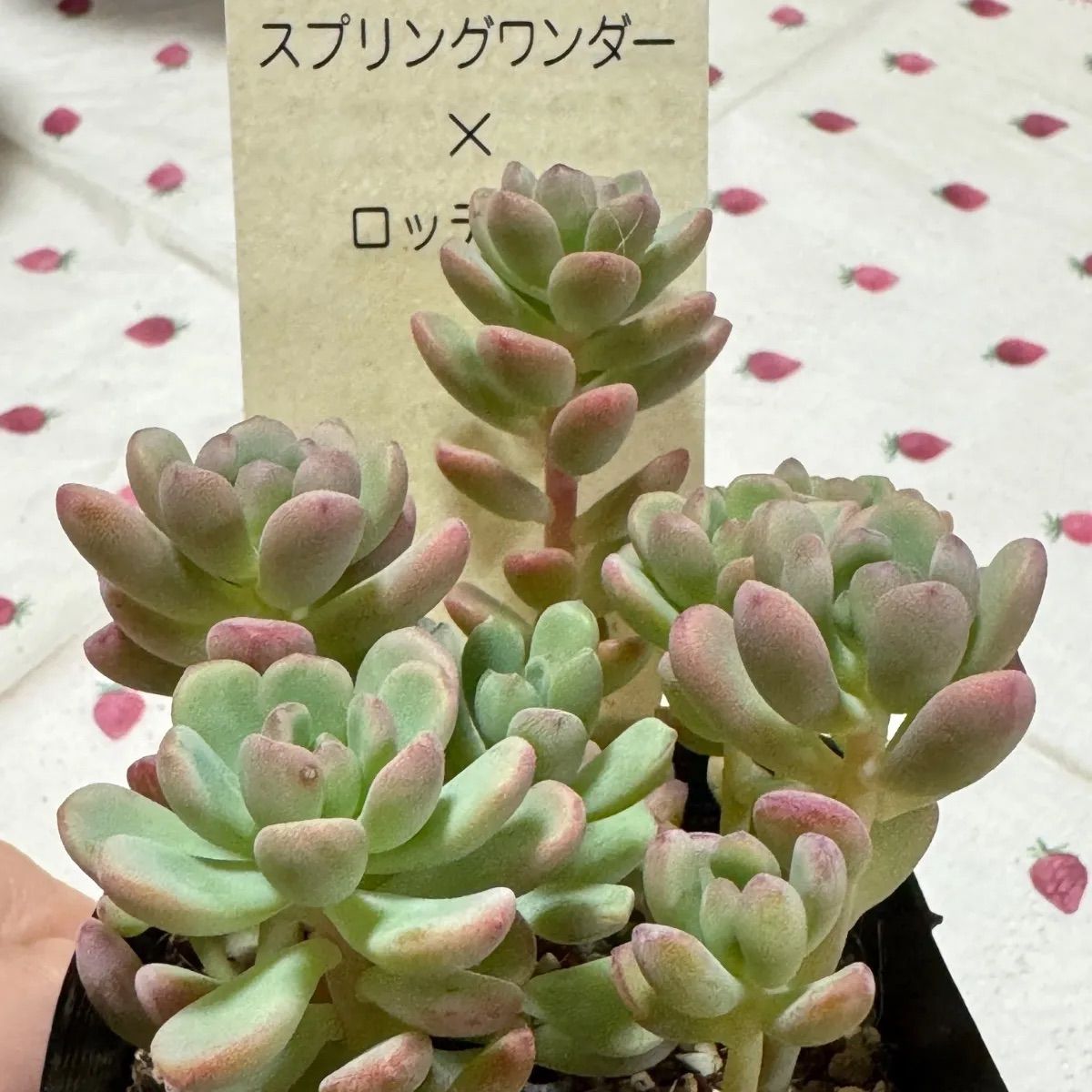 古都の葉さん苗❣️スプリングワンダー×ロッティ❣️多肉植物 2カット