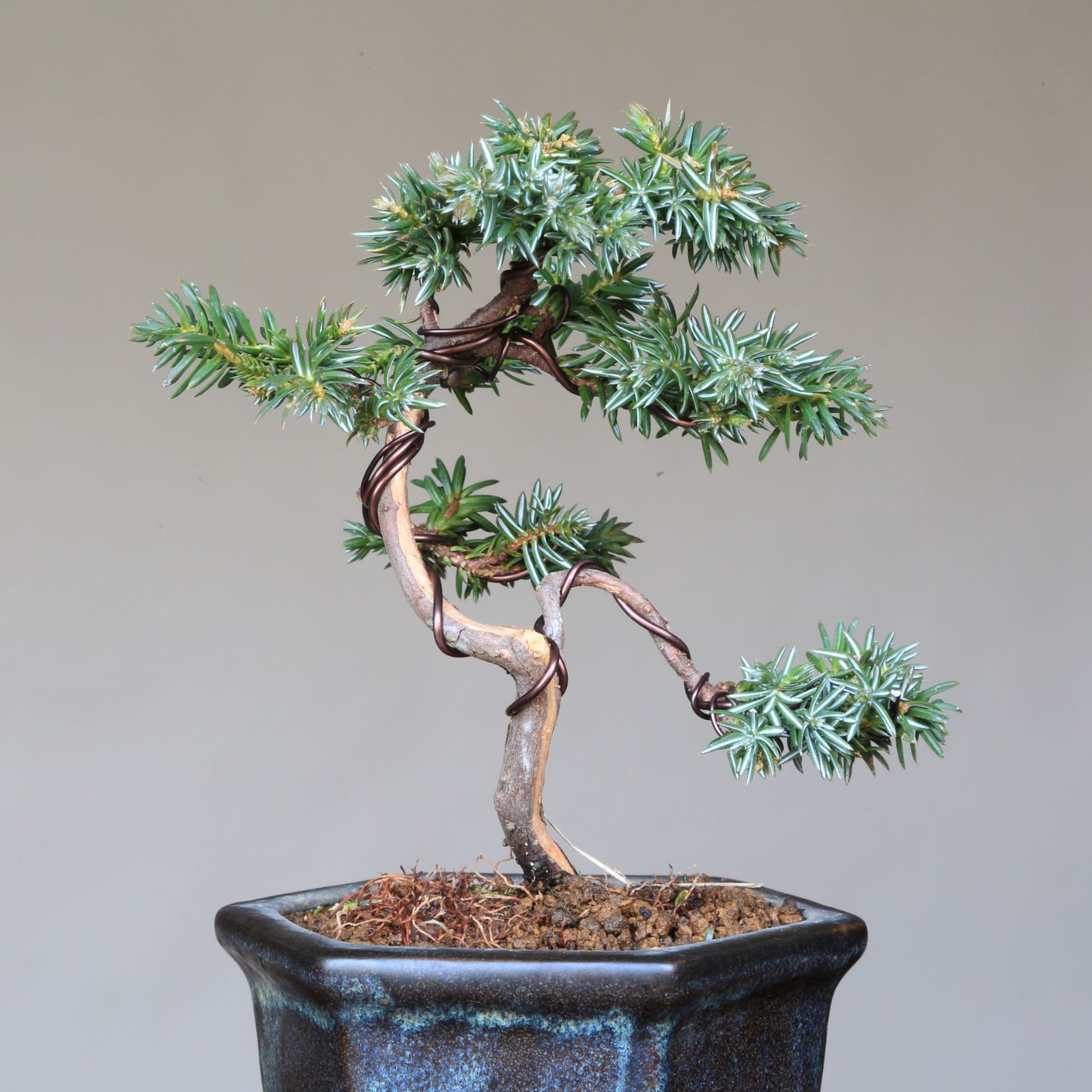 ミニ盆栽 盆栽 ムレスズメ盆栽 真柏盆栽 懸崖 真柏 黒松 赤松 五葉松