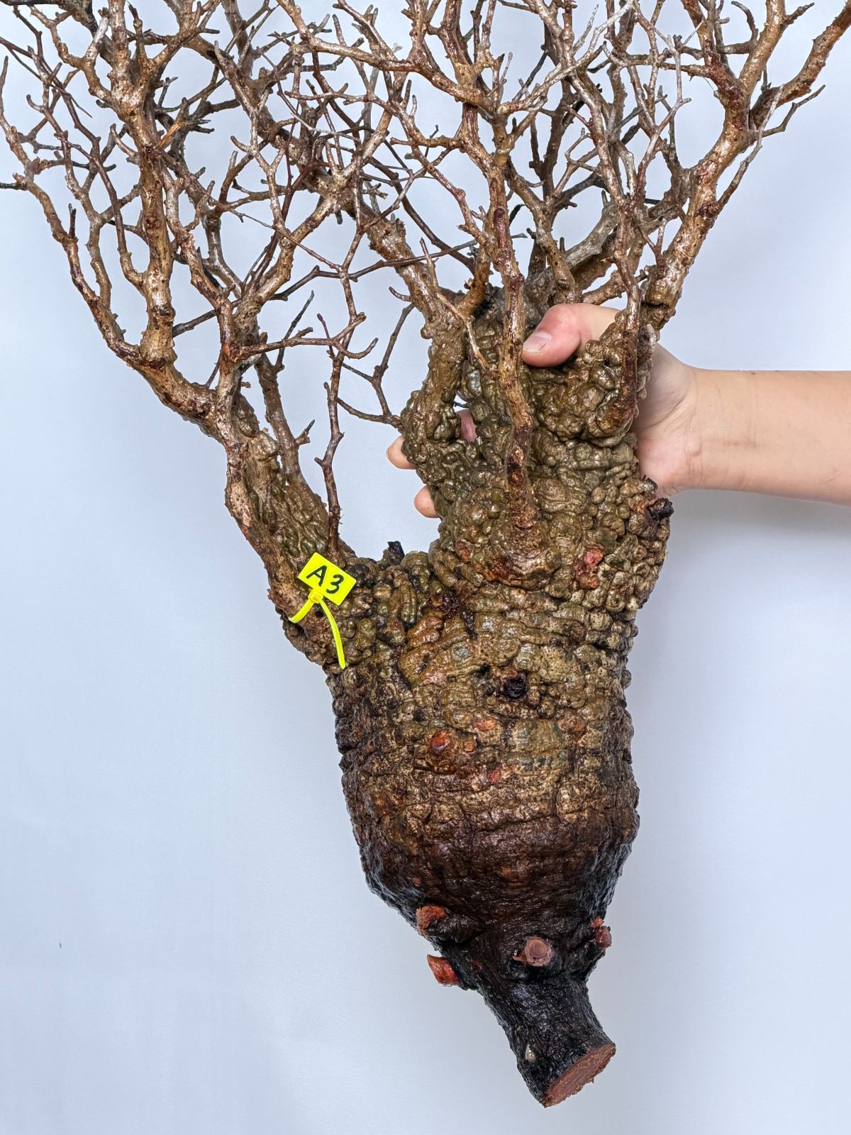 オペルクリカリア パキプス