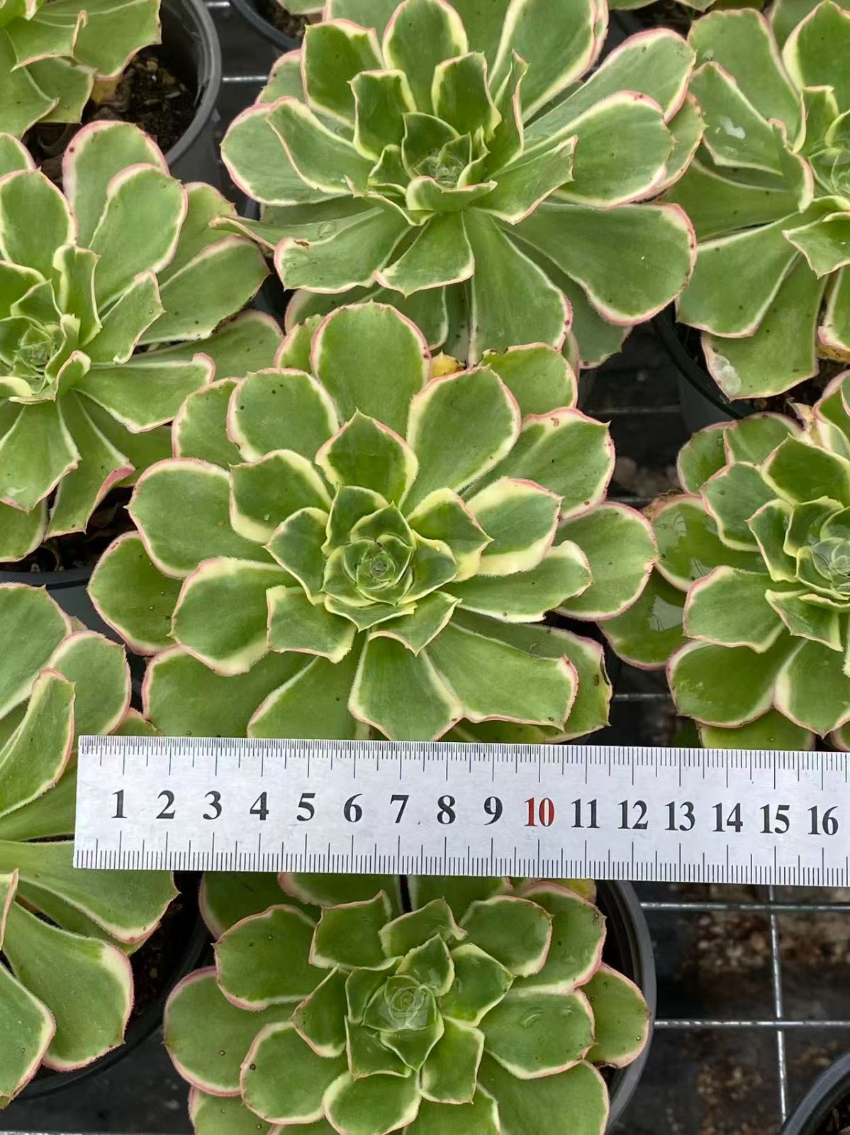 MWHY1104×50 イチゴシュークリーム 抜き苗 多肉植物 アエオニウム