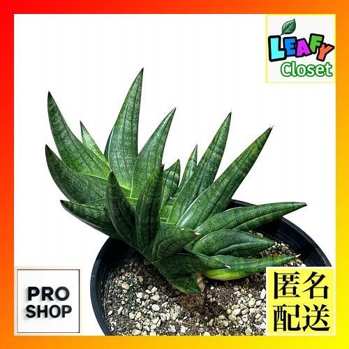 10カット】レアセダム『斑入りモリムラマンネングサ』根なし 2㌢位の長