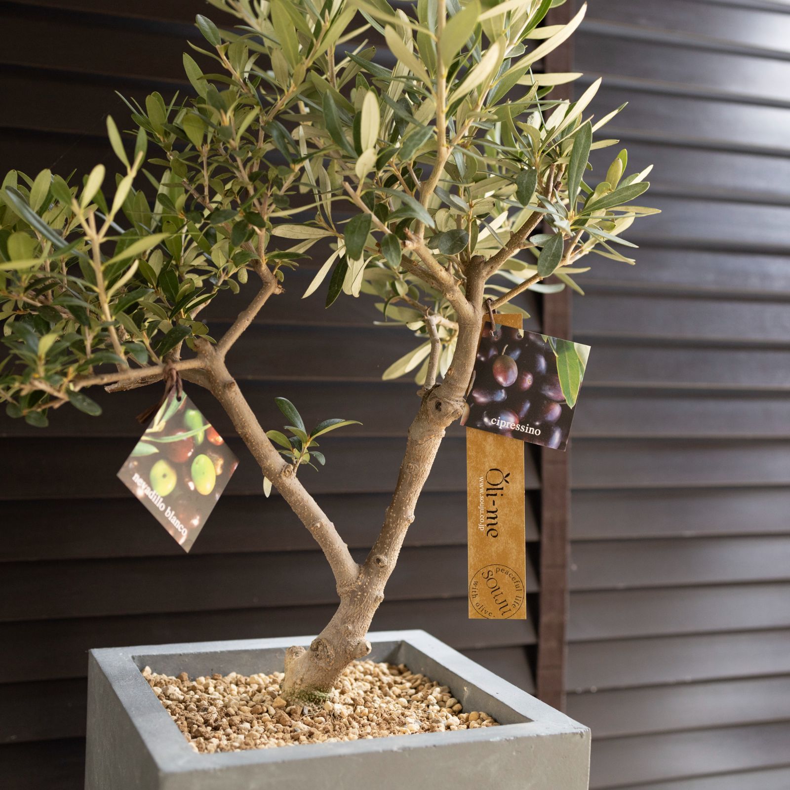 オリーブの木,た植物/観葉植物 シプレッシーノ『特大、綺麗な樹形