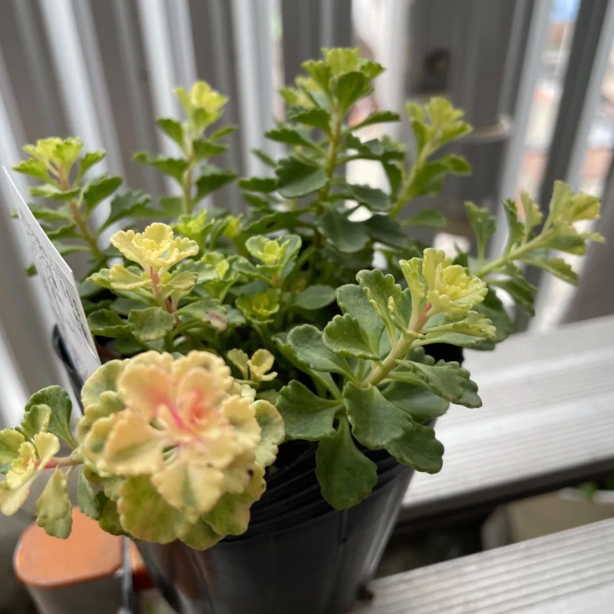 斑入り小型キリンソウ　2ポット　※ゆうパケットプラス発送 斑入り小型キリンソウ❣️札付き❗️多肉植物 抜き苗 - メルカリ