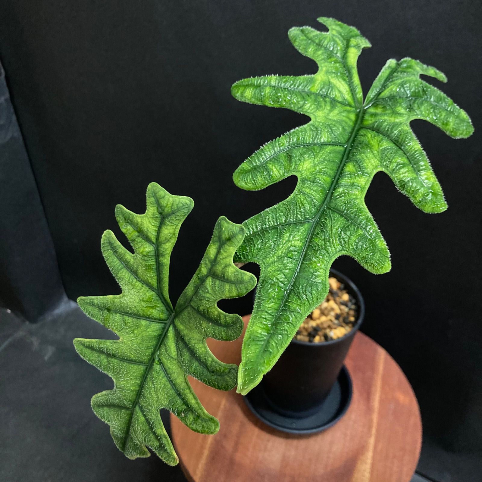 希少】アロカシア ジャクリン（ジャックリン）