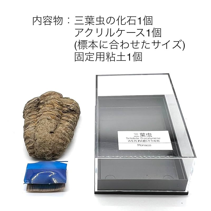 三葉虫の化石 希少 モロッコ産 クルスティニア 本物保証 三葉虫の化石 希少 モロッコ産 クルスティニア 本物保証 - メルカリ
