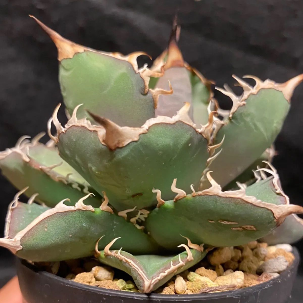 アガベ オテロイ 実生3年苗 厳選株 - メルカリ