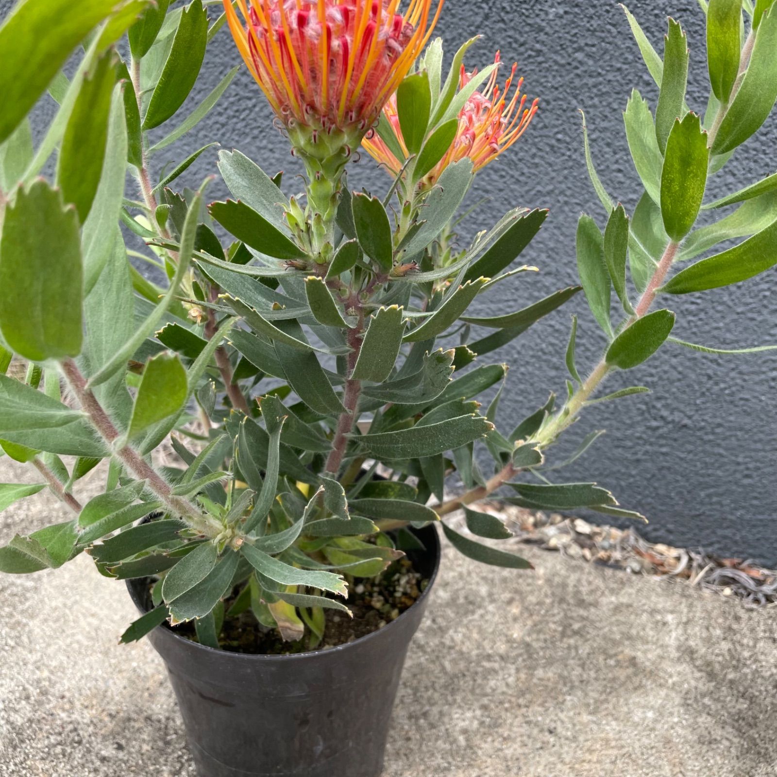 ストレリチア レギネ 6号鉢花芽付き ストレリチア・レギネ 6号