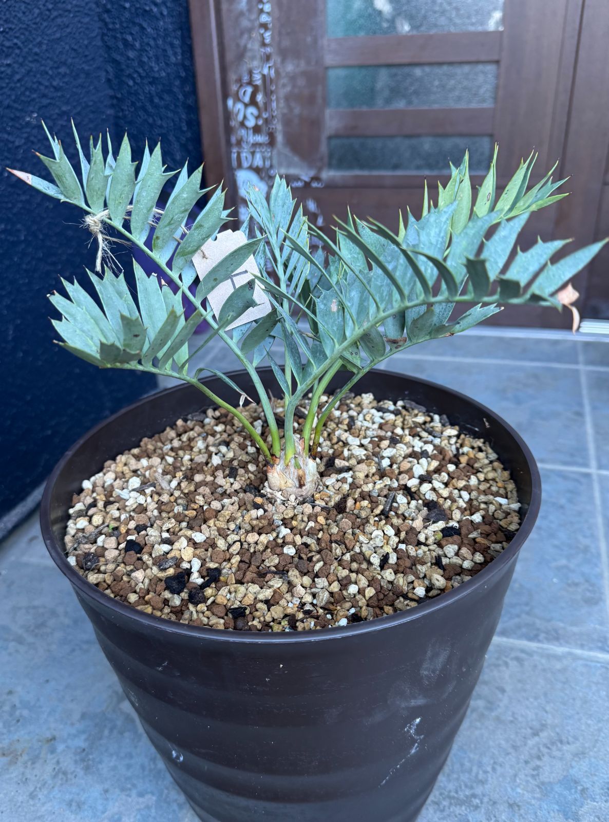 エンセファラルトス ホリダス No.4 優良個体