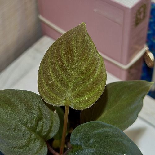 観葉植物 ホマロメナ ブラックベルベット 3号(個体おまかせ1鉢