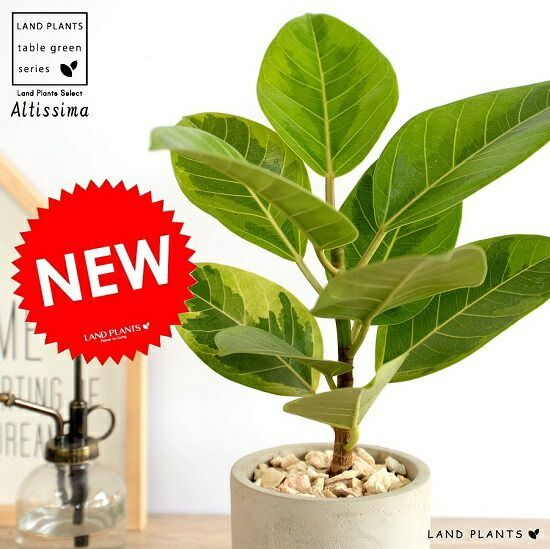 時代物 古伊万里 染錦手 見込に花 竹 松下賢人図 色絵 尺寸大皿 直径40㎝