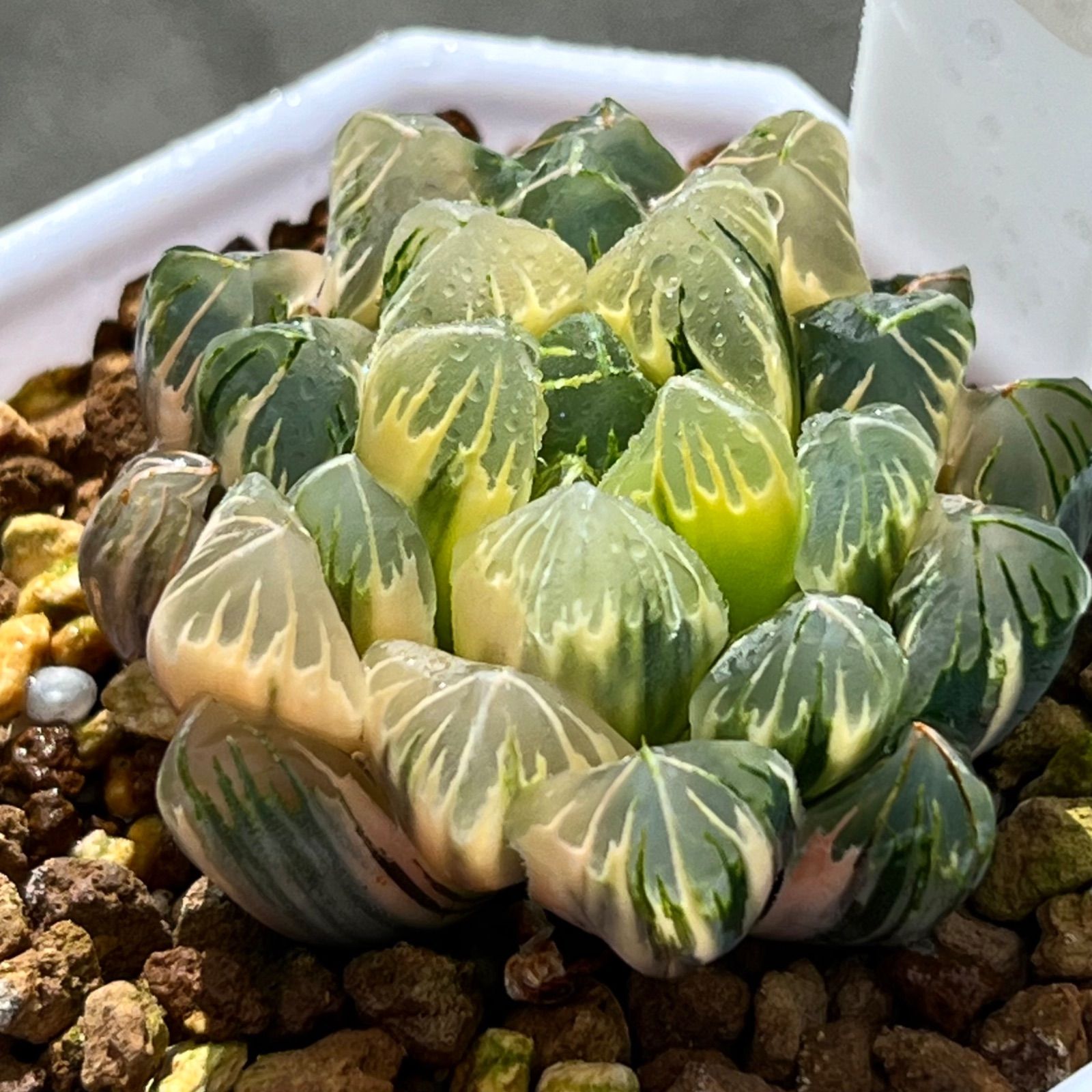 Amazon.co.jp: ハオルチア 多肉植物 紫王オブツーサ錦糊斑 自家