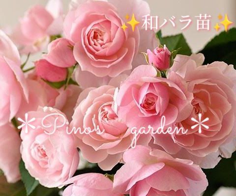✨希少和バラ苗✨ コロコロ愛らしいピンク色 和バラ苗 切り花品種