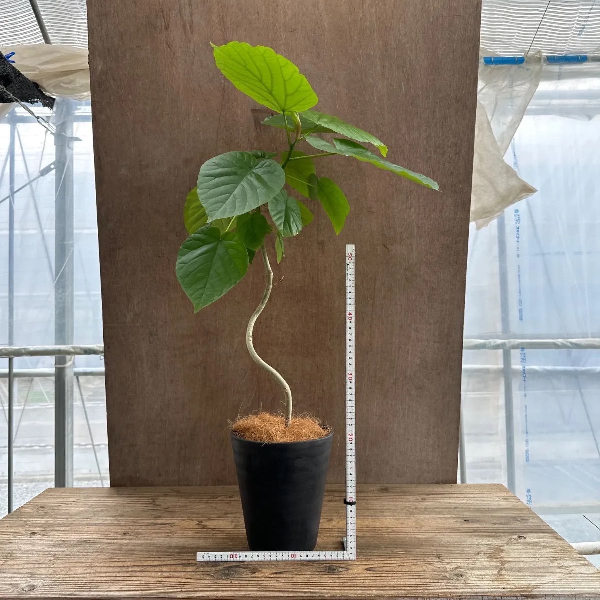 フィカス ウンベラータ 曲がり ① Ficus umbellata 現品 ゴムの木 