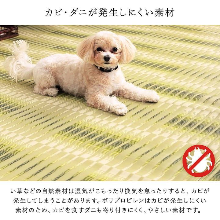 カーペット 日和
