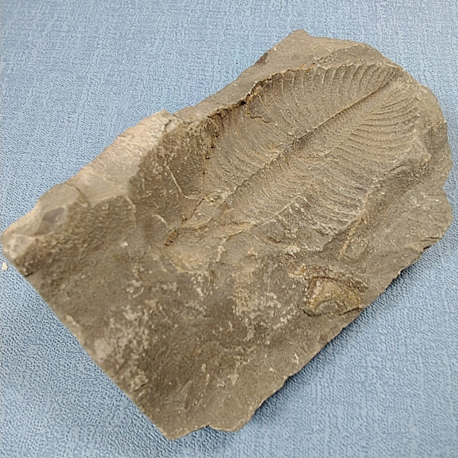 合併凹凸化石【三葉虫コロノセファルス(Coronocephalus)・中国：四川省 
