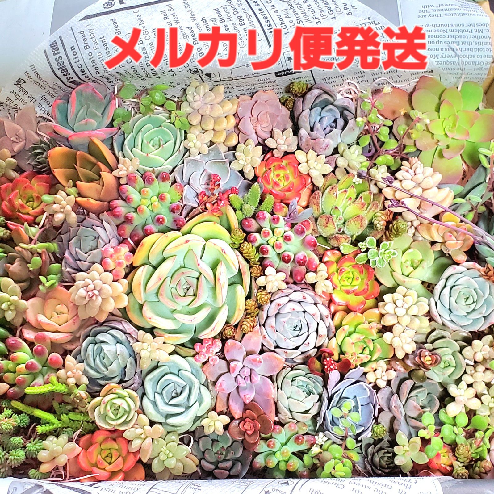 多肉植物 カット苗 詰め合わせ☆DX アップルベリーおまけ付 - ak多肉