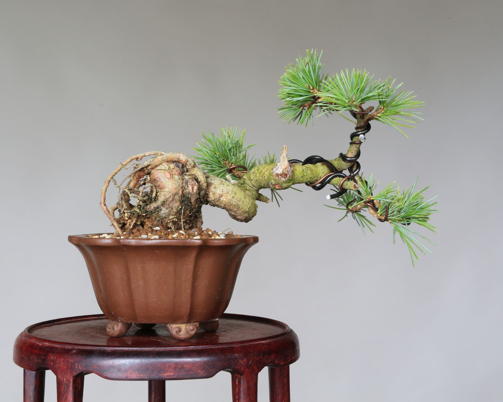 盆栽