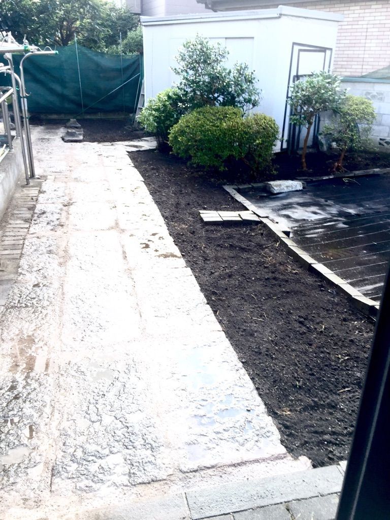 タマリュウ 玉竜