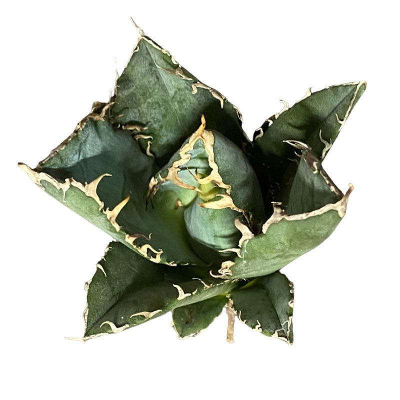 1特選良質中株 アガベ チタノタ 白鯨 強棘 大株 美株 - メルカリ