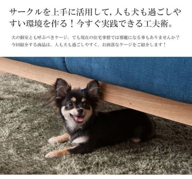 柴犬 チワワ