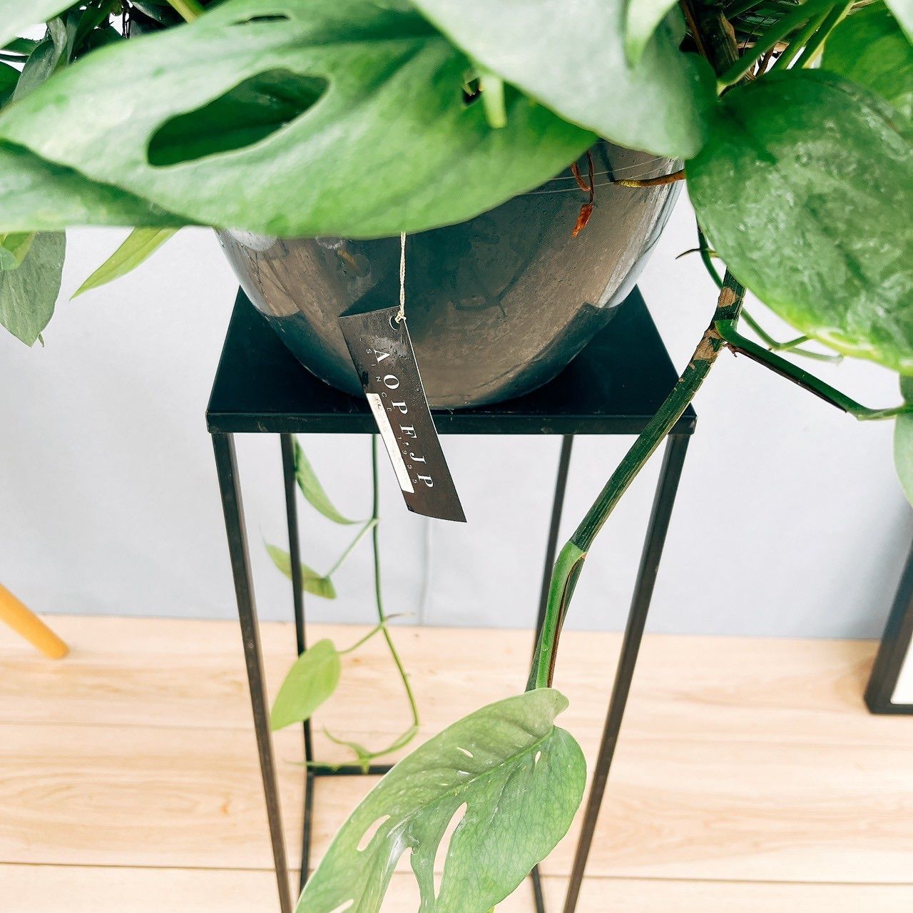 ［現品］【希少】※売約済※ 2番　エピプレムヌム　ピナツム　セブブルー　レア 現品］【希少】2番 エピプレムヌム ピナツム セブブルー 8号 観葉植物