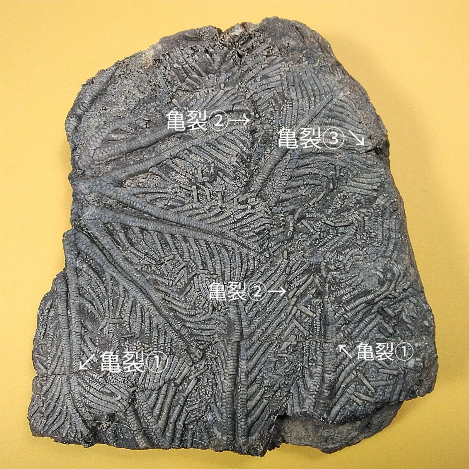 三葉虫モロッコ①ホラドプスhollardops Burtandmimiae 三葉虫モロッコ①ホラドプスhollardops Burtandmimiae - メルカリ