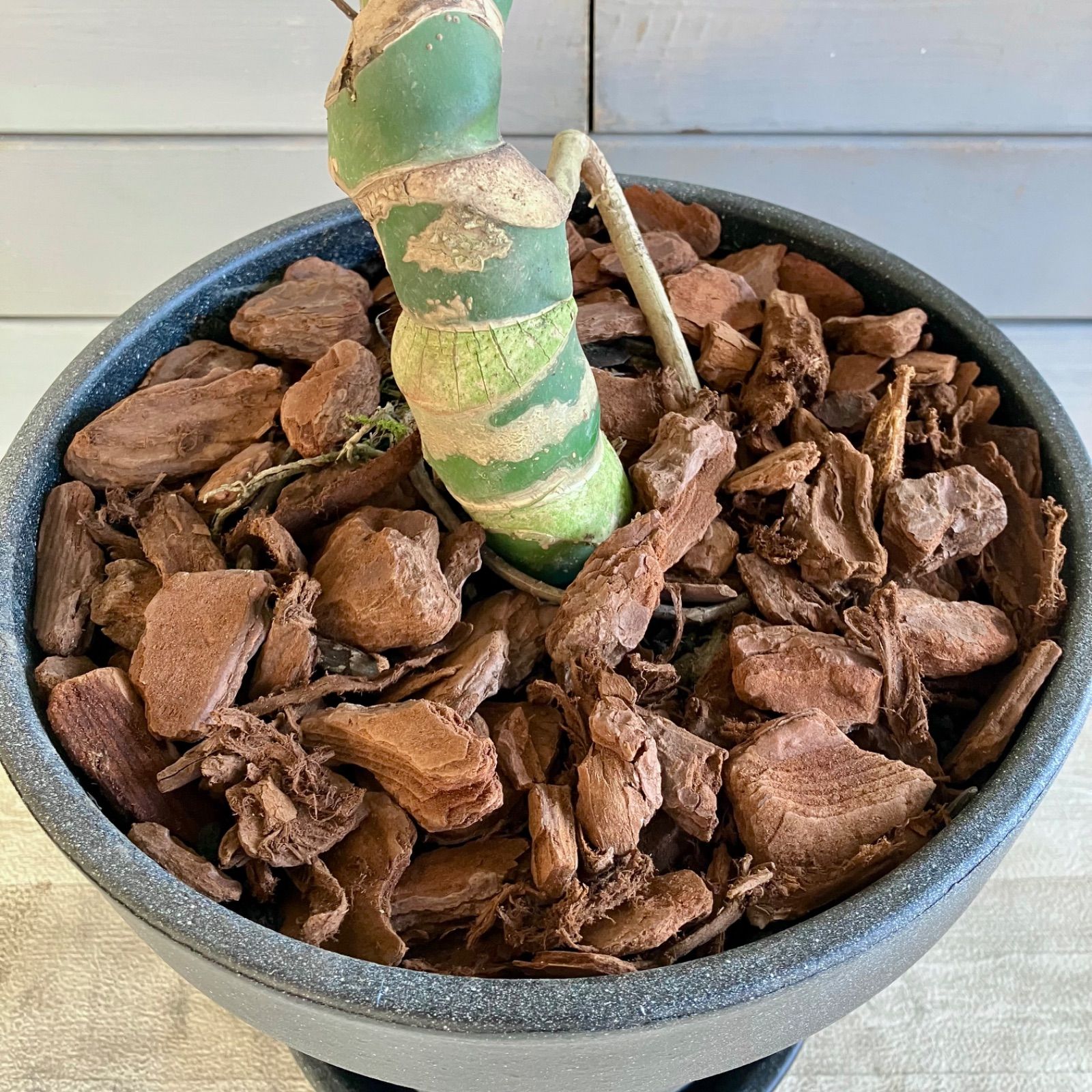 美形 根上がり モンステラ デリシオーサ 9号 テラコッタ鉢植え