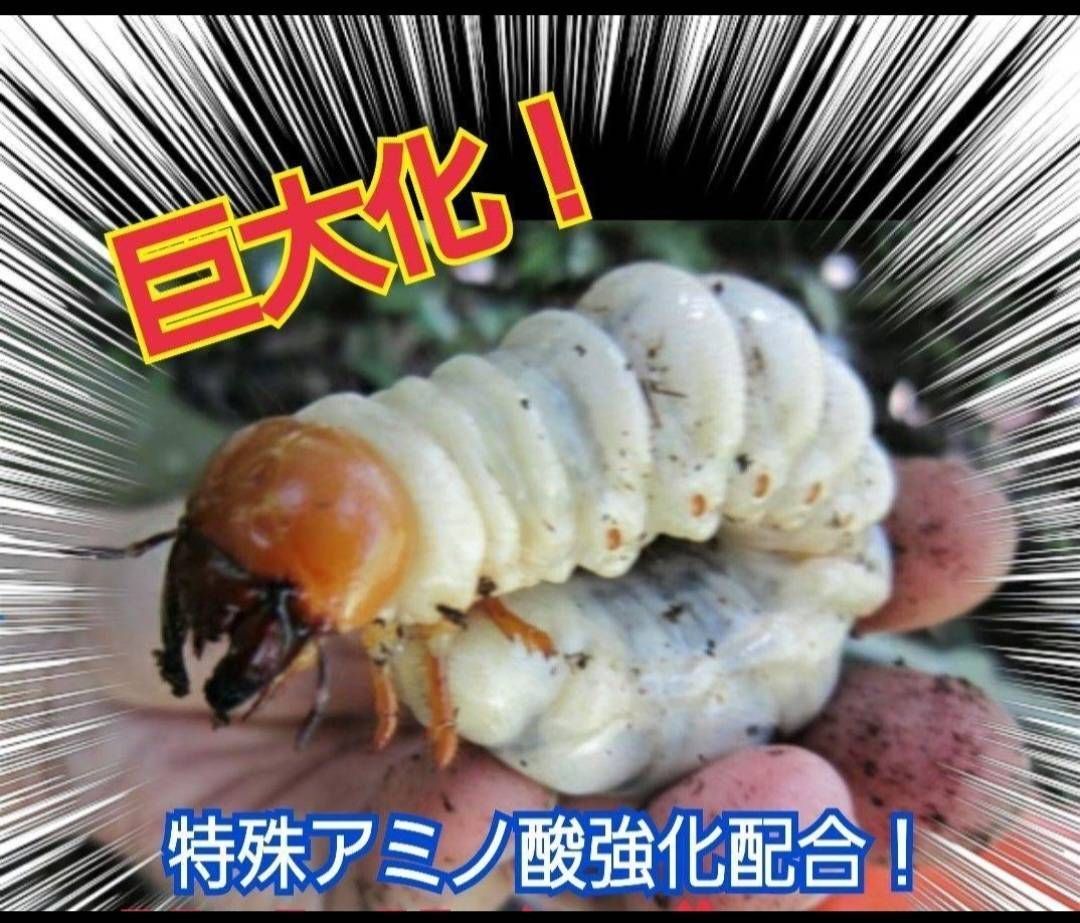 極上！ヒマラヤひらたけ菌糸ブロック【6個】トレハロース強化配合