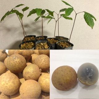 希少 特大 実付き！台湾竜眼取木苗木 ロンガン苗 龍眼苗 りゅうがん苗