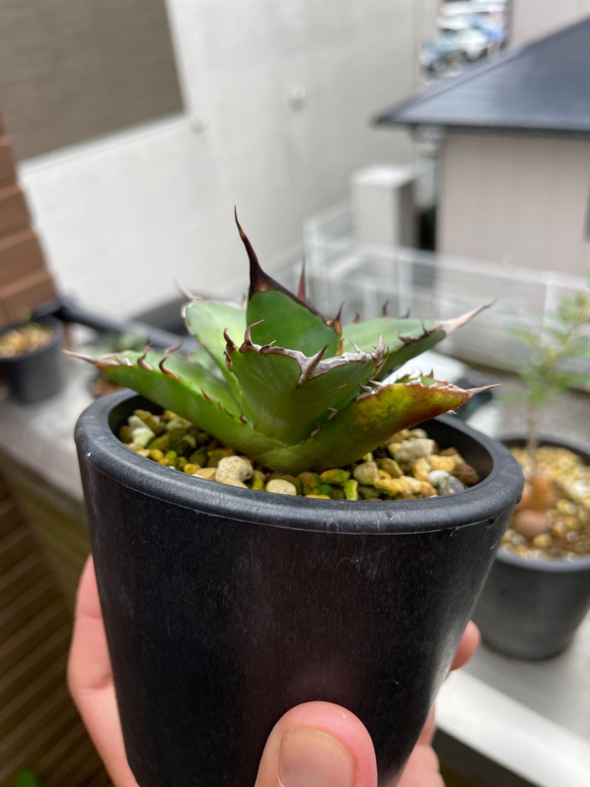 アガベ ハデス 恐竜牙 特選！アガベ チタノタ オテロイ ハデス 恐竜牙