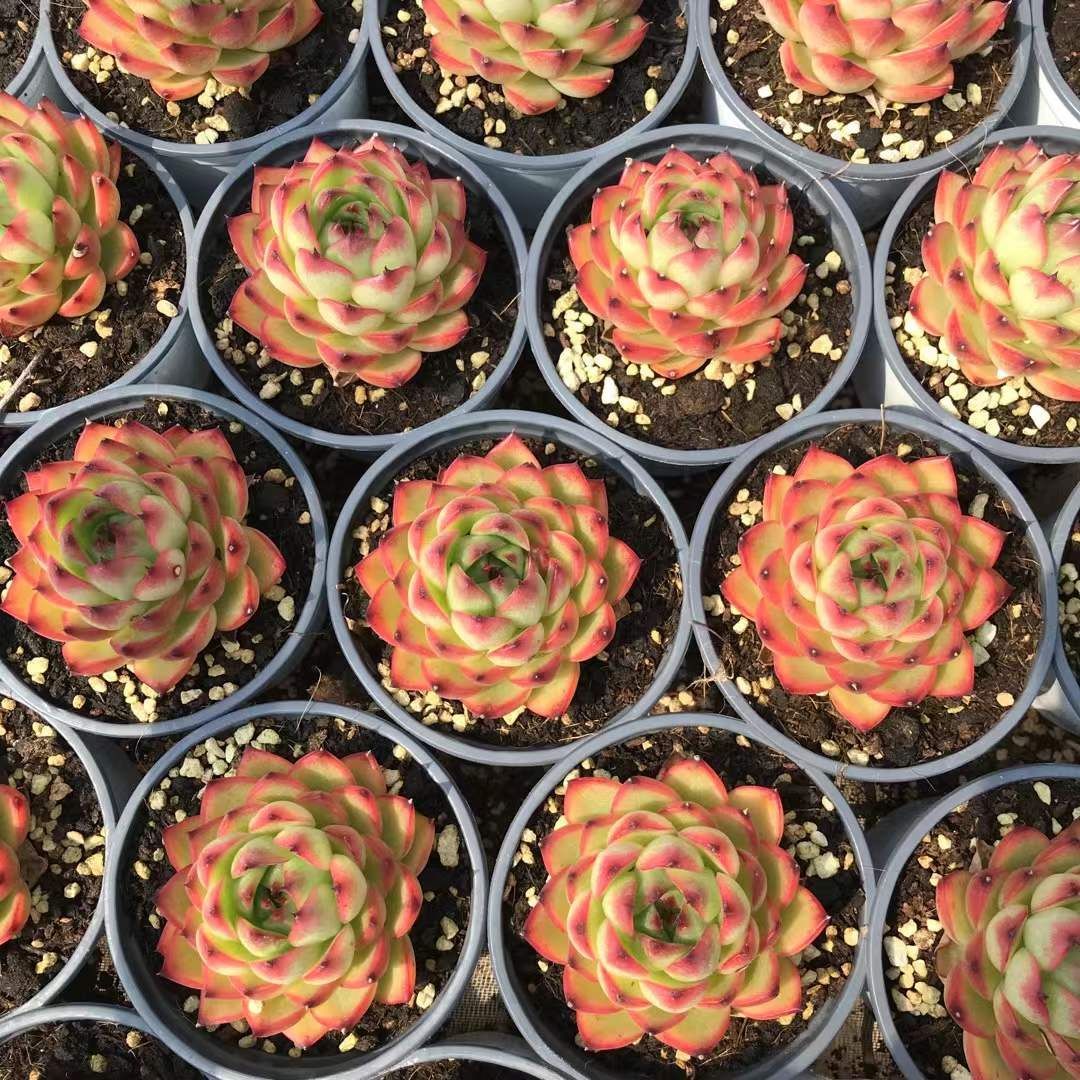 SKL1210×36 ムーンストーン 抜き苗 多肉植物 アエオニウム エケベリア 韓国苗