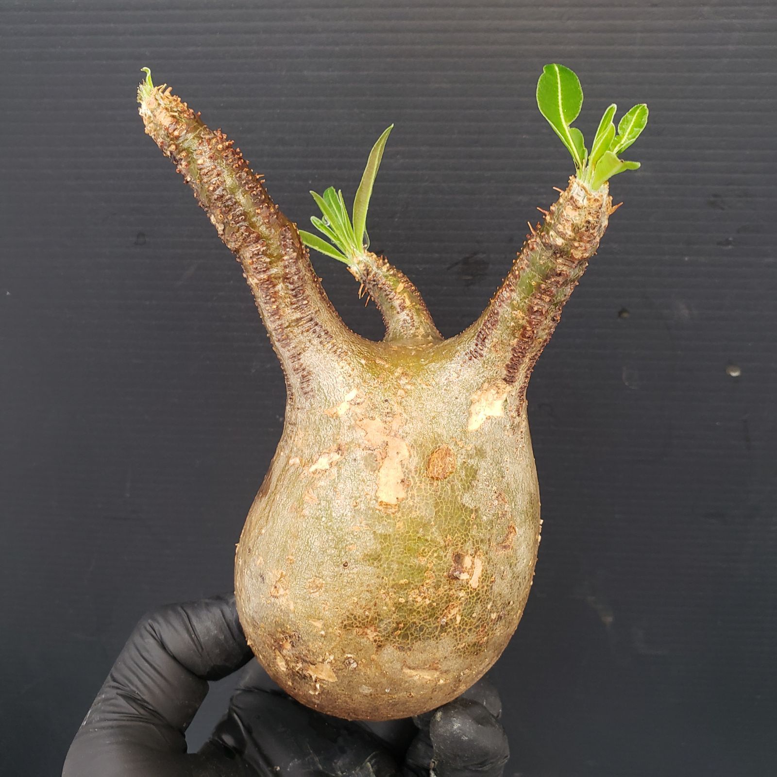 発根済み グラキリス 塊根 パキポディウム グラキ 抜苗 U528【最新到着】Pachypodium グラキリス（S）（現地球・抜き苗