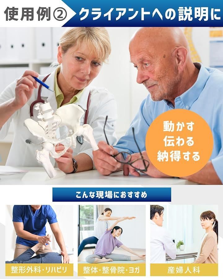 グイッと動かせる大腿骨付き骨盤模型
