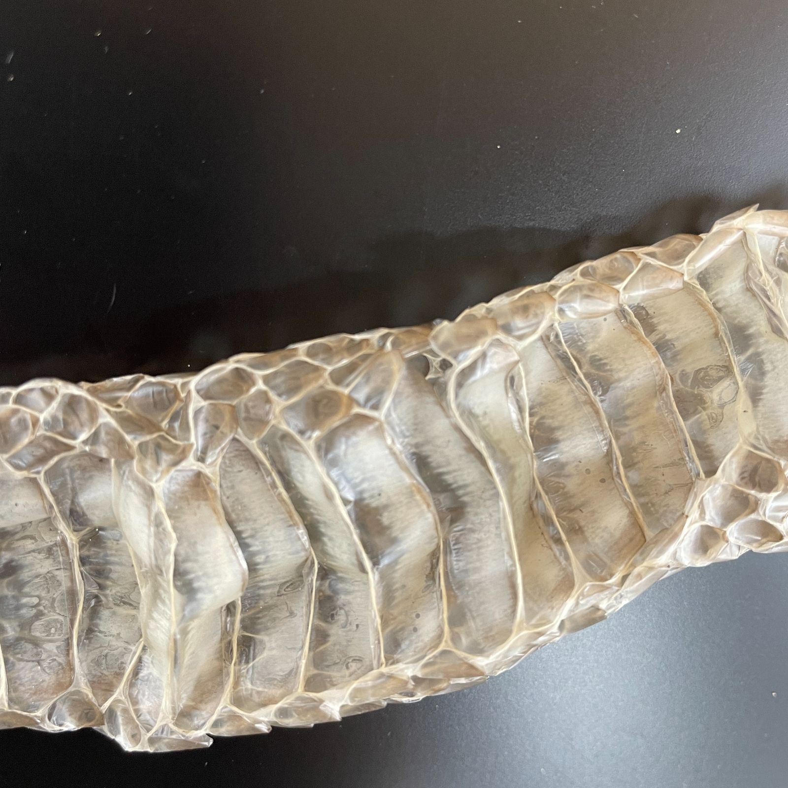 蛇の抜け殻 約150cm ヘビの抜け殻 - メルカリ