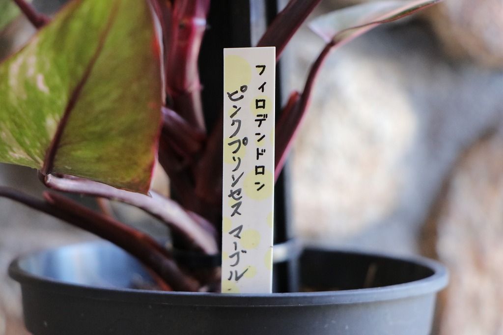 フィロデンドロン ピンクプリンセス 美麗斑('Philodendron pink