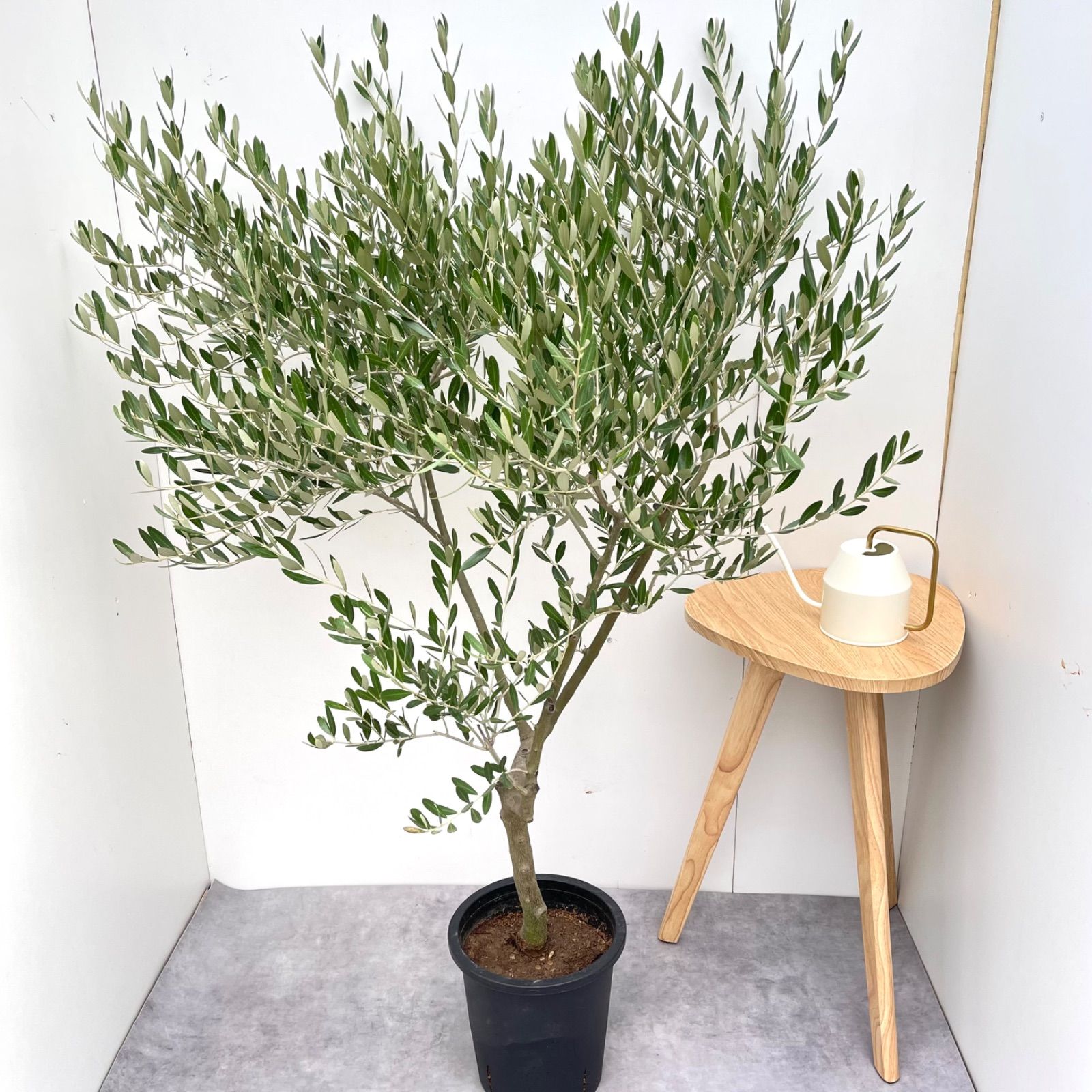 オリーブの木【ミッション】創樹SOUJU‼️大株‼️個性的樹形！高さ100◎ オリーブ ミッション 17【現品】観葉植物 大型 創樹 SOUJU 8号