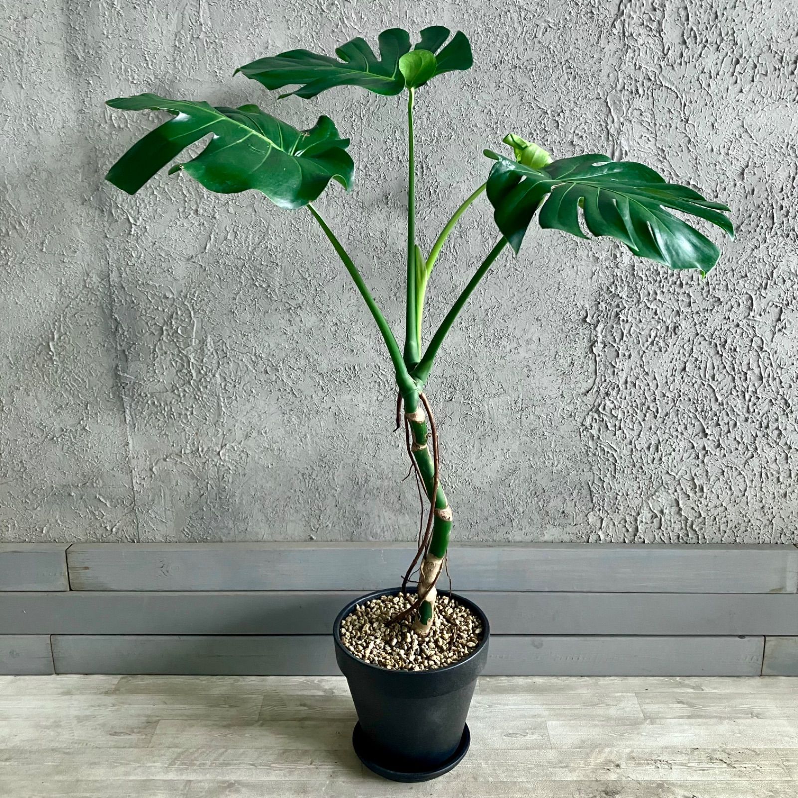テラコッタ鉢植え アンティーク風