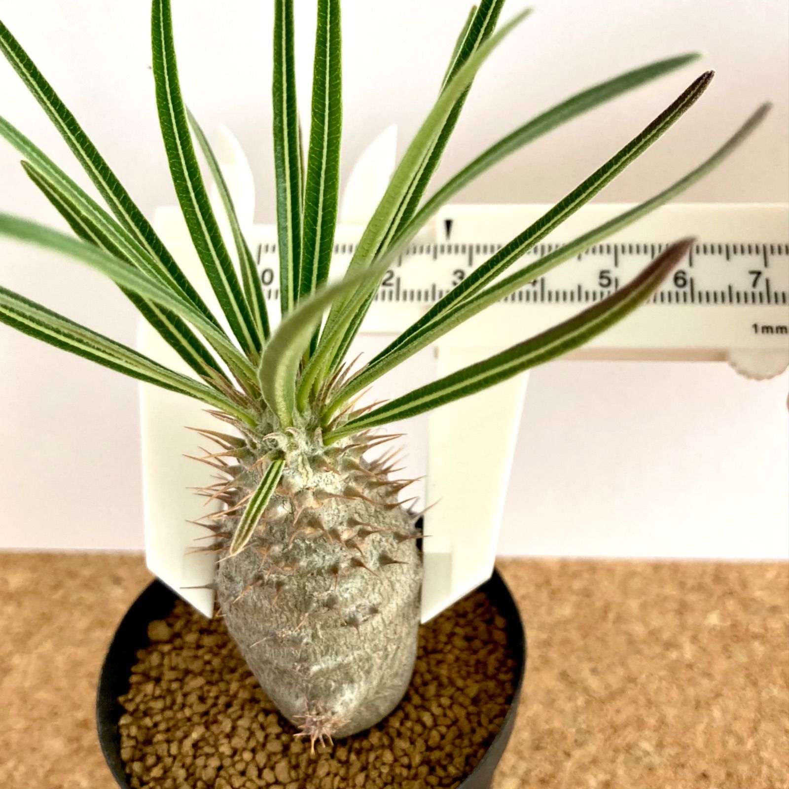 レア】パキポディウム グラキリス ＊細葉 実生7年＊ / 塊根植物