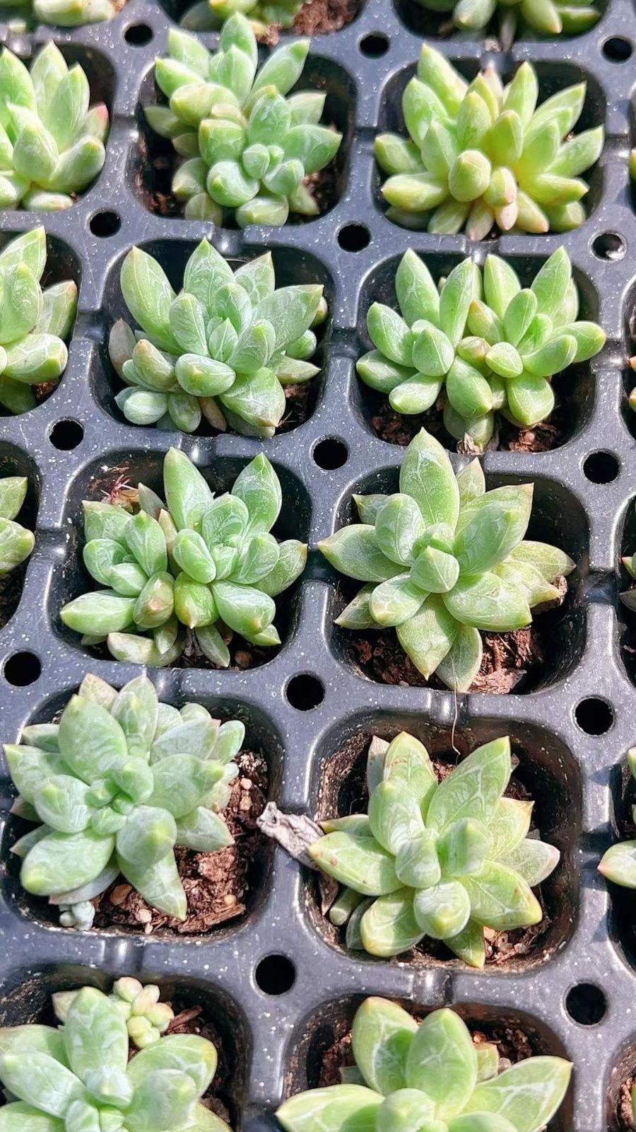 k*o様 D780　花火　105苗セット　多肉植物　土根付き　エケベリア　サボテ ま*す様 D780 花火 105苗 土付き 多肉植物 エケベリア 韓国苗 新