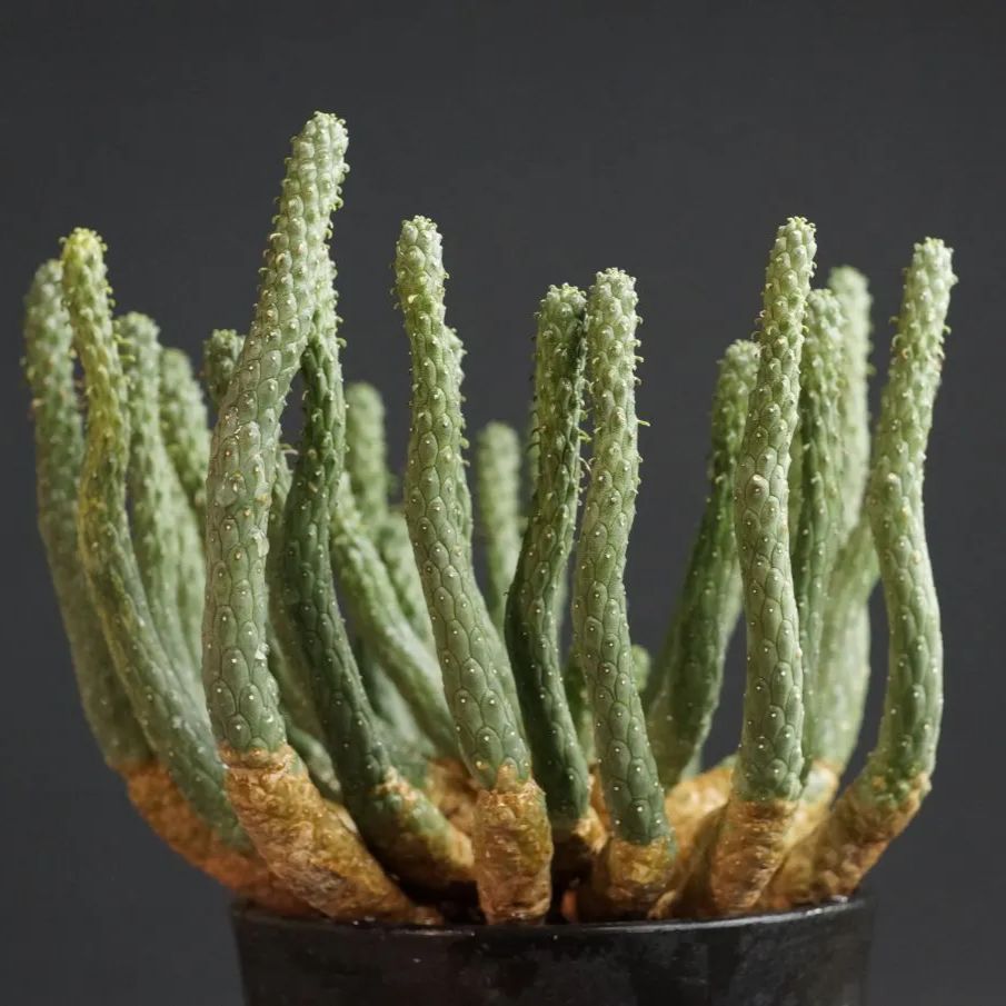 Euphorbia inermis